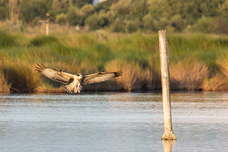 Ad ali spiegate, il sogno di Icaro.